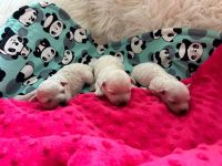 dziewczynki - 1 tydzień